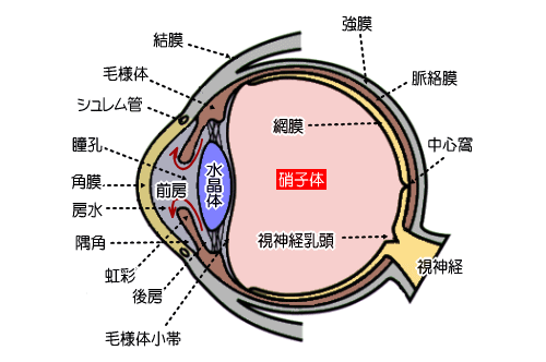 眼の病気・基礎知識