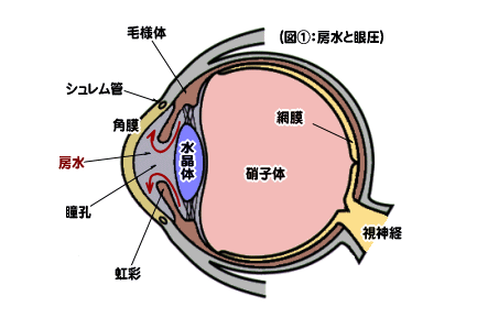 房水と眼圧