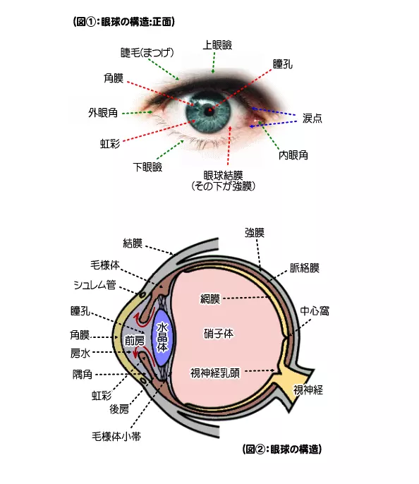 眼球構造