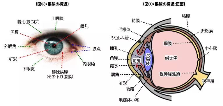 眼球の構造
