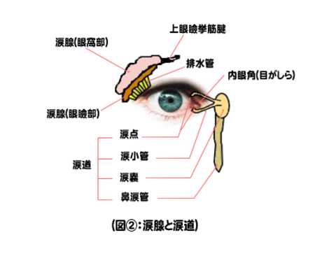 涙腺と涙道
