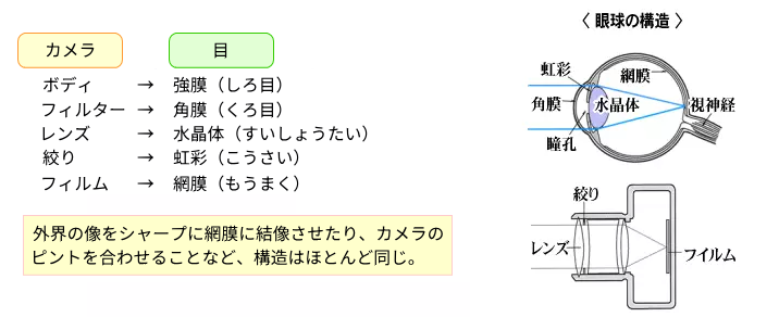 眼球の構造